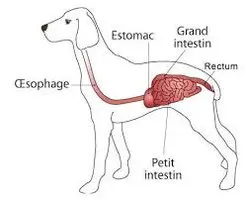 anatomie-digestive-du-chien-par-coach-canin-16-educateur-canin-charente