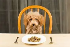 un-chien-caniche-assis-sur-une-chaise-devant-une-assiette-par-coach-canin-16-educateur-canin