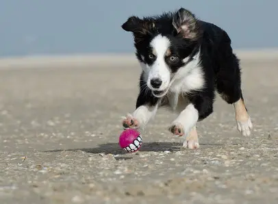 un-chiot-border-collie-noir-et-blanc-joue-avec-une-balle-sur-la-plage-par-coach-canin-16-éducateur-canin-en-charente