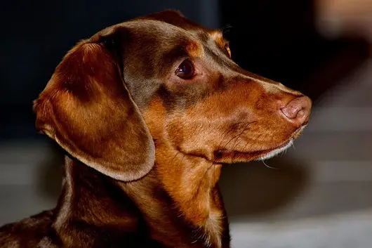 Les 9 variétés de teckels : comment les différencier ?