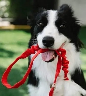 Courir avec son chien - 5 Conseils et 7 précautions