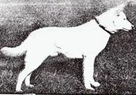 Greif Von Sparwasser