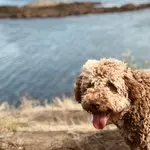 Lagotto Romagnolo 2