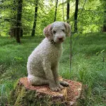 Lagotto Romagnolo 3