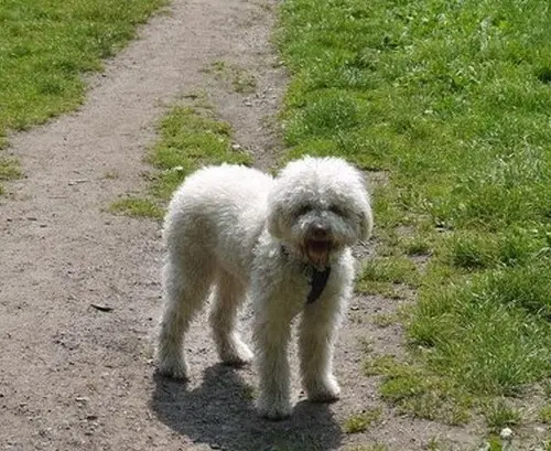 Lagotto Romagnolo ou chien d'eau Romagnol