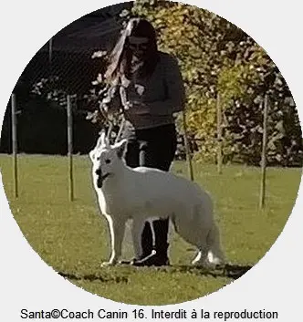 Le Berger Blanc Suisse une histoire particuliere