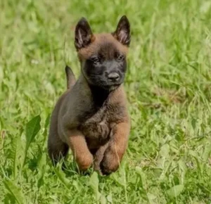 Le Malinois Berger Belge ses origines son caractère