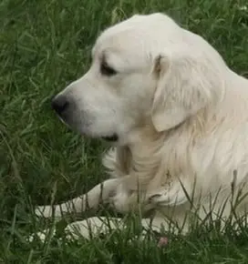 la-tête-d-un-golden-blanc-par-coach-canin-16-educateur-canin-à-cognac