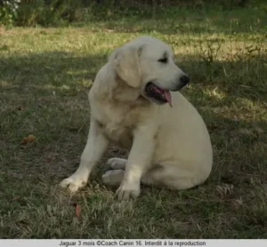 un-chiot-golden-retriever-blanc-par-coachcanin-16-éducateur-canin-à-jarnac-cognac-rouillac-angulême