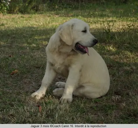 un-chiot-golden-retriever-blanc-par-coachcanin-16-éducateur-canin-à-jarnac-cognac-rouillac-angulême