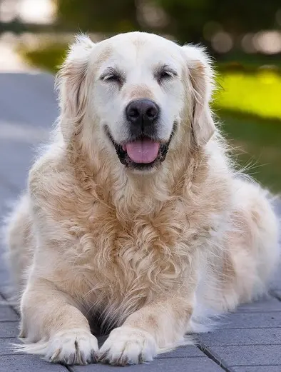 un-golden-couché-à-terre-vu-de-face-les-yeux-fermés-par-coach-canin-16-educateur-canin-à-angouleme
