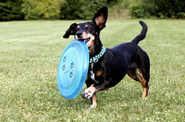 un-teckel-noir-et-feu-joue-avec-un-frisbee-par-coach-canin-16-éducateur-canin-à-jarnac-rouillac-cognac