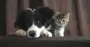Observez le langage corporel du chien, du chat, du chaton