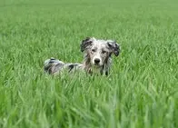 un-berger-australien-dans-l-herbe-ses-oreilles-dressées-il-écoute-par-coach-canin-16-educateur-canin-en-charente