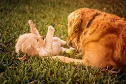 un-chien-adulte-marron-adulte-joue-avec-un-chiot-cocker-marron-par-coach-canin-16-éducateur-canin-en-charente