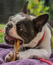 un-chien-bouledog-français-blanc-et-noir-mange-un-os-à-mâcher-qu-il-tient-entre-ses-pattes-avant-par-coach-canin-16-éducateur-canin-à-angoulême