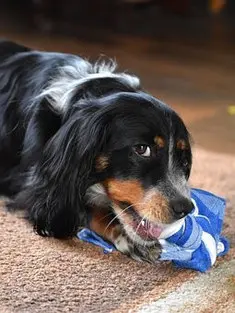 un-chien-noir-et-marron-rogne-un-tissus-bleu-par-coach-canin-16-dressage-chien-cognac