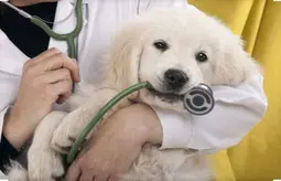 un-golden-blanc-dans-les-bras-d-un-vétérinaire-tient-dans-sa-gueule-un-stéthoscope-par-coach-canin-16-educateur-canin-à-jarnac-cognac-angoulême-rouillac