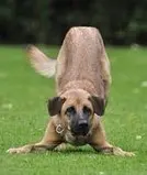 un-gros-chien-de-couleur-fauve-joue-pose-ses-pattes-avant-au-sol-et-léve-son-postérieur-par-coach-canin-16-éducateur-canin-en-charente